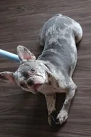 douglas, a male French Bulldog for sale in Lafayette, LA – Photo 1 of 3