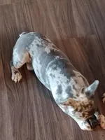 douglas, a male French Bulldog for sale in Lafayette, LA – Photo 2 of 2