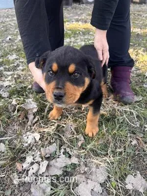 Sara – Rottweiler puppy for sale in Los Angeles, CA