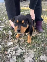 Sara, a female Rottweiler for sale in Los Angeles, CA – Photo 1 of 2