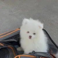 Isis, a female Pomeranian for sale in Oxnard, CA – 2 of 5