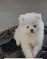 Isis, a female Pomeranian for sale in Oxnard, CA – 3 of 5