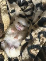 Isis, a female Pomeranian for sale in Oxnard, CA – 4 of 5