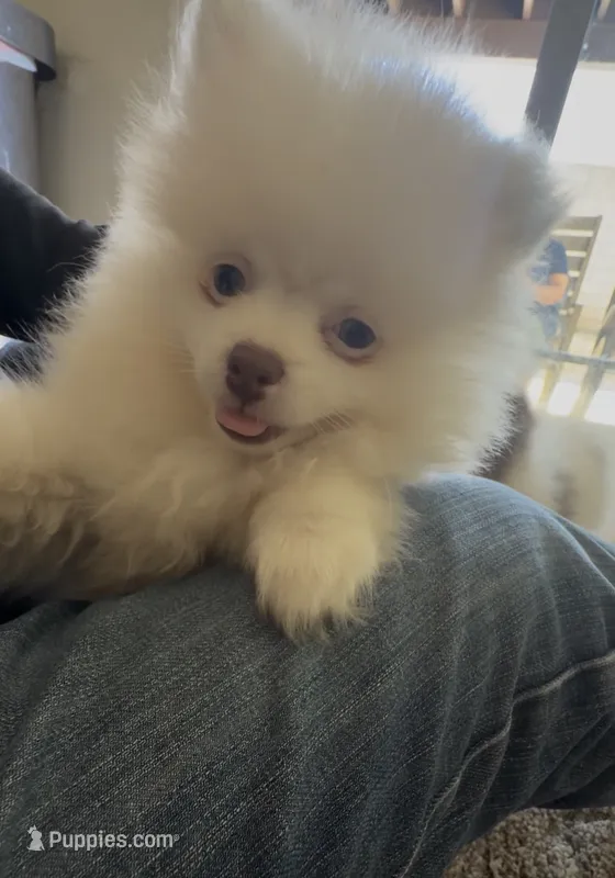 Isis – Pomeranian puppy for sale in Oxnard, CA