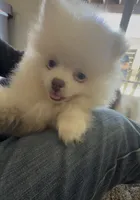 Isis, a female Pomeranian for sale in Oxnard, CA – 1 of 5