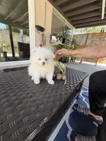 Isis, a female Pomeranian for sale in Oxnard, CA – 5 of 5