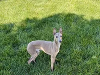 Tucker, a male Italian Greyhound for sale in Nappanee, IN – 2 of 6