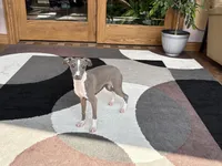 Georgia, a female Italian Greyhound for sale in Nappanee, IN – 6 of 9
