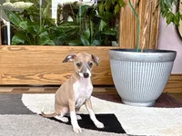 Sally, a female Italian Greyhound for sale in Nappanee, IN – 5 of 7