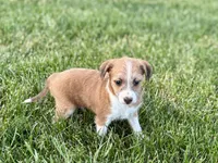 Cade , a male Havanese and Italian Greyhound for sale in Nappanee, IN – 2 of 10