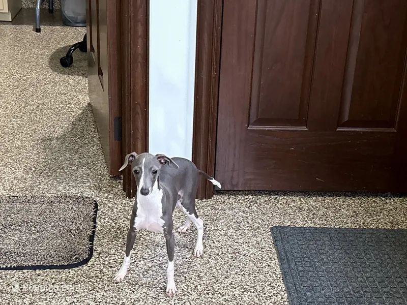 Lena – Italian Greyhound puppy for sale in Nappanee, IN