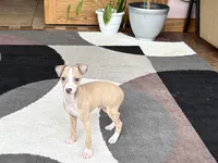 Chris, a male Italian Greyhound for sale in Nappanee, IN – 3 of 9