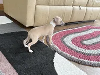 Janie, a female Italian Greyhound for sale in Nappanee, IN – 10 of 10