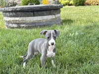 Janie , a female Italian Greyhound for sale in Nappanee, IN – 2 of 8