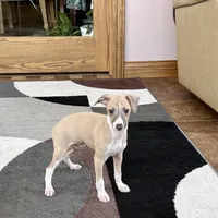 Jack , a female Italian Greyhound for sale in Nappanee, IN – Photo 2 of 9