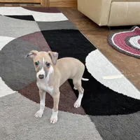 Jack , a female Italian Greyhound for sale in Nappanee, IN – Photo 5 of 9