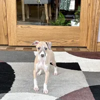 Jack , a female Italian Greyhound for sale in Nappanee, IN – Photo 3 of 9