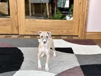 Jack , a female Italian Greyhound for sale in Nappanee, IN – Photo 3 of 9