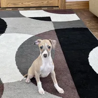 Jack , a female Italian Greyhound for sale in Nappanee, IN – Photo 4 of 9