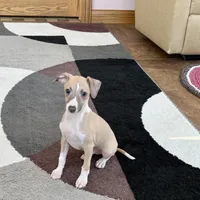 Jack , a female Italian Greyhound for sale in Nappanee, IN – Photo 8 of 9