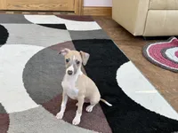 Jack , a female Italian Greyhound for sale in Nappanee, IN – Photo 8 of 9