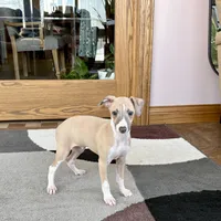 Jack , a female Italian Greyhound for sale in Nappanee, IN – Photo 9 of 9