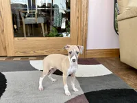 Jack , a female Italian Greyhound for sale in Nappanee, IN – Photo 9 of 9