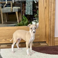 Jack , a female Italian Greyhound for sale in Nappanee, IN – Photo 1 of 9