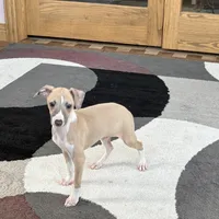 Jack , a female Italian Greyhound for sale in Nappanee, IN – Photo 7 of 9