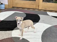 Jack , a female Italian Greyhound for sale in Nappanee, IN – Photo 7 of 9