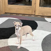 Jack , a female Italian Greyhound for sale in Nappanee, IN – Photo 6 of 9