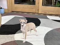 Jack , a female Italian Greyhound for sale in Nappanee, IN – Photo 6 of 9