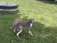 Ray, a male Italian Greyhound for sale in Nappanee, IN – 8 of 8