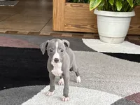 Georgie, a female Italian Greyhound for sale in Nappanee, IN – 3 of 10