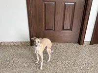 Rocky, a male Italian Greyhound for sale in Nappanee, IN – 7 of 7