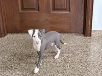 Scottie, a male Italian Greyhound for sale in Nappanee, IN – 8 of 8