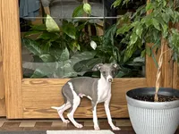 Shadow , a male Italian Greyhound for sale in Nappanee, IN – 4 of 7