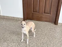Rocky, a male Italian Greyhound for sale in Nappanee, IN – 5 of 7