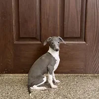 Barron, a male Italian Greyhound for sale in Nappanee, IN – Photo 5 of 7