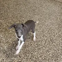 Barron, a male Italian Greyhound for sale in Nappanee, IN – Photo 6 of 7