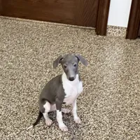 Barron, a male Italian Greyhound for sale in Nappanee, IN – Photo 1 of 7