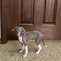 Barron, a male Italian Greyhound for sale in Nappanee, IN – Photo 2 of 7