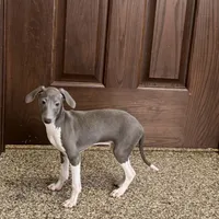 Barron, a male Italian Greyhound for sale in Nappanee, IN – Photo 3 of 7
