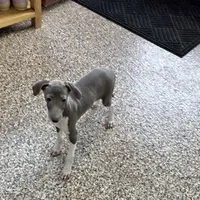 Barron, a male Italian Greyhound for sale in Nappanee, IN – Photo 4 of 7