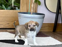 Sally , a female Havanese and Italian Greyhound for sale in Nappanee, IN – 6 of 8
