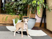 Chris, a male Italian Greyhound for sale in Nappanee, IN – 7 of 9