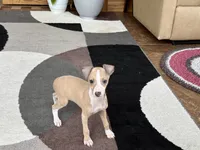 Chris, a male Italian Greyhound for sale in Nappanee, IN – 5 of 9