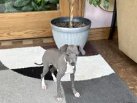 Sonya, a female Italian Greyhound for sale in Nappanee, IN – 5 of 7