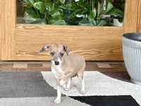 Sally, a female Italian Greyhound for sale in Nappanee, IN – 2 of 7