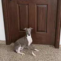 Jimmy, a male Italian Greyhound for sale in Nappanee, IN – Photo 3 of 6